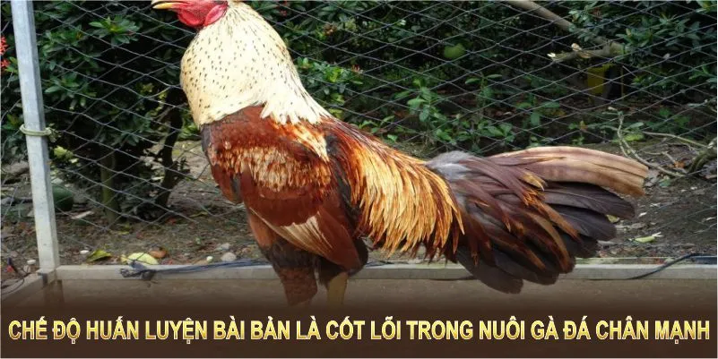 Chế độ huấn luyện bài bản là cốt lõi trong cách nuôi gà đá chân mạnh 