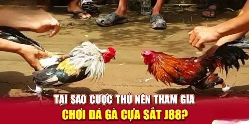 Lý do đá gà cựa sắt luôn được ưu tiên tại nhà cái J88  